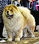 chow-chow     