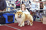 chow-chow IL DE BOTE SHIK MODERN