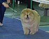 maximize chow-chow puppy