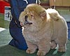 maximize chow-chow puppy