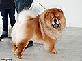 chow-chow Il DE BOTE SHIEN DE LUX