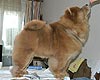 maximize chow-chow