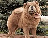 maximize chow-chow