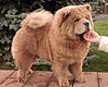 maximize chow-chow