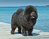 maximize chow-chow