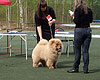 maximize chow-chow