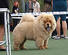 maximize chow-chow