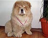 maximize chow-chow puppy