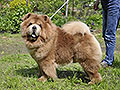 chow-chow Il De Bote SHEVALIE