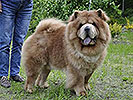 chow-chow Il De Bote SHEVALIE