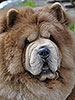 chow-chow Il De Bote SHEVALIE