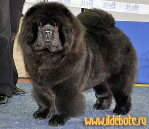 black chow-chow Il De Bote Nataniel Blackberry