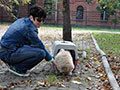 Chow-chow puppy Sa-Kou Ginger VICEROI in Khabarovsk