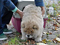 Chow-chow puppy Sa-Kou Ginger VICEROI in Khabarovsk