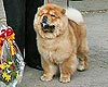 chow-chow Il De Bote Mumerry