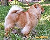 chow-chow Il De Bote Mumerry