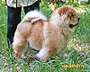 chow-chow Il De Bote Mumerry