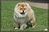 chow-chow Il De Bote Orel Mia