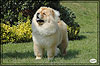 chow-chow Il De Bote Orel Mia