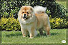 chow-chow Il De Bote Orel Mia