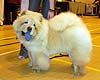 chow-chow