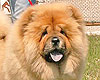 Chow-chow Il De Bote Tess Braizy