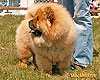 Chow-chow Il De Bote Tess Braizy