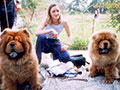 Chow-chow picture