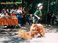 Chow-chow at the dog-show