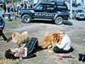 Chow-chow at the dog-show