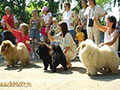 Chow-chow at the dog-show