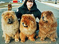 Chow-chow picture