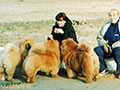 Chow-chow picture