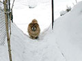 Chow-chow in the snow