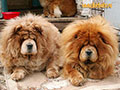 Chow-chow picture