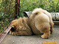 Chow-chow puppie