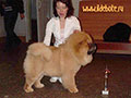 Chow-chow puppie picture