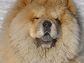 Chow-chow picture