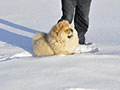 Chow-chow in the snow