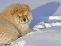 Chow-chow puppie picture