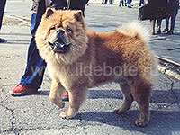 Dog chow chow photo of chow chow kennel Russia IL DE BOTE Khabarovsk