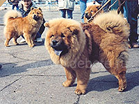 Dog chow chow photo of chow chow kennel Russia IL DE BOTE Khabarovsk