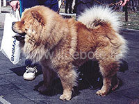 Dog chow chow photo of chow chow kennel Russia IL DE BOTE Khabarovsk