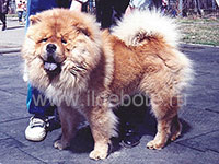 Dog chow chow photo of chow chow kennel Russia IL DE BOTE Khabarovsk