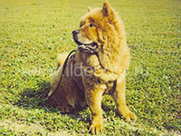 Dog chow chow photo of chow chow kennel Russia IL DE BOTE Khabarovsk