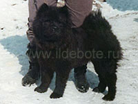 Dog chow chow photo of chow chow kennel Russia IL DE BOTE Khabarovsk