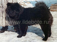 Dog chow chow photo of chow chow kennel Russia IL DE BOTE Khabarovsk