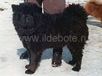 Dog chow chow photo of chow chow kennel Russia IL DE BOTE Khabarovsk