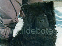 Dog chow chow photo of chow chow kennel Russia IL DE BOTE Khabarovsk