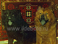 Dog chow chow photo of chow chow kennel Russia IL DE BOTE Khabarovsk